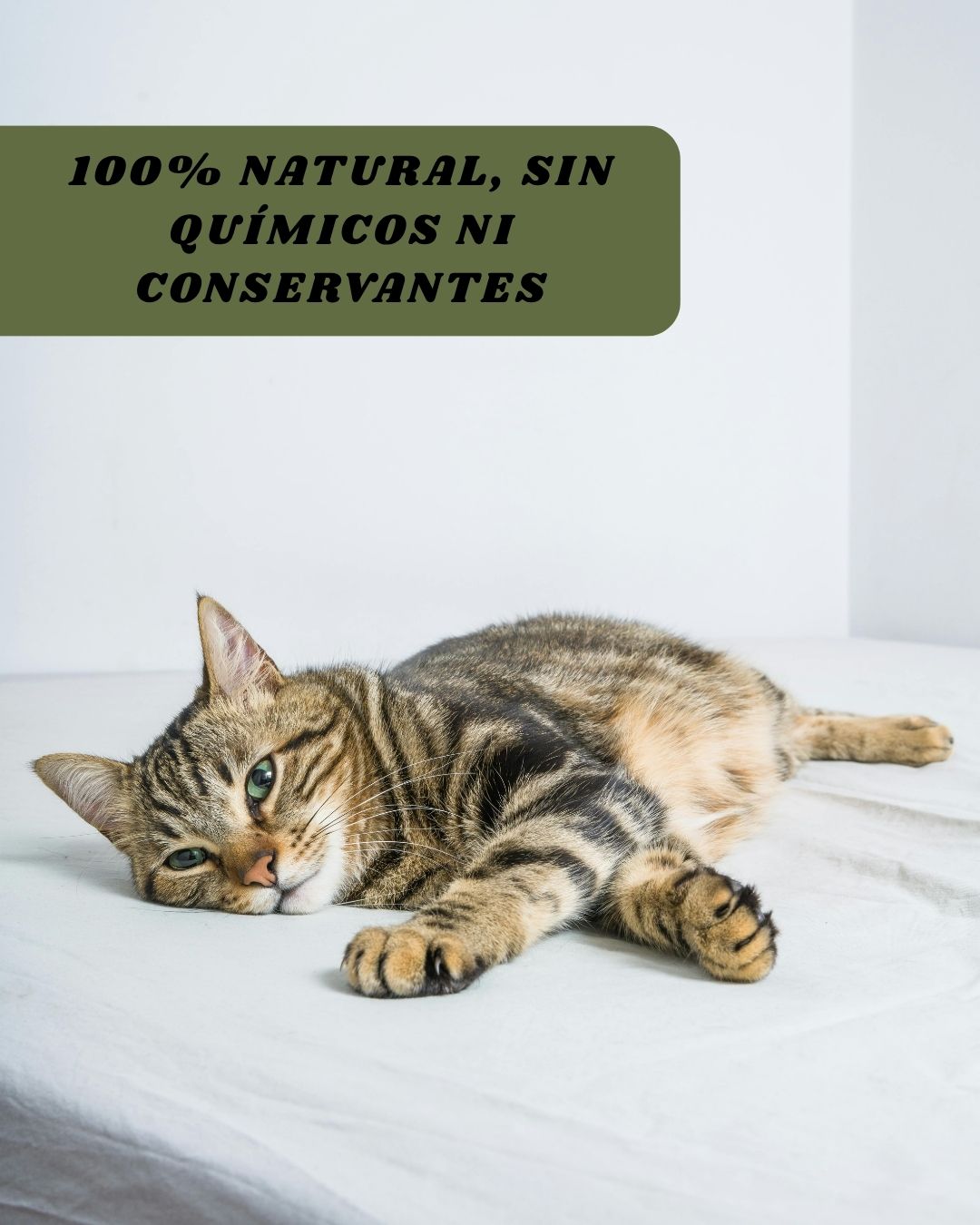 Hierba Gatera Catnip Deshidratado – Relajante natural y estímulo sensorial