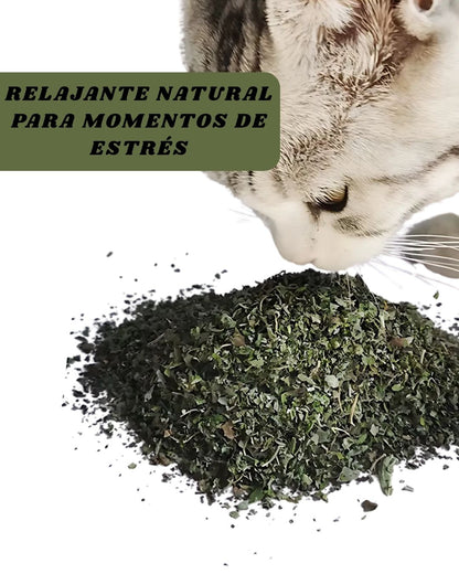 Hierba Gatera Catnip Deshidratado –  Relajante natural y estímulo sensorial