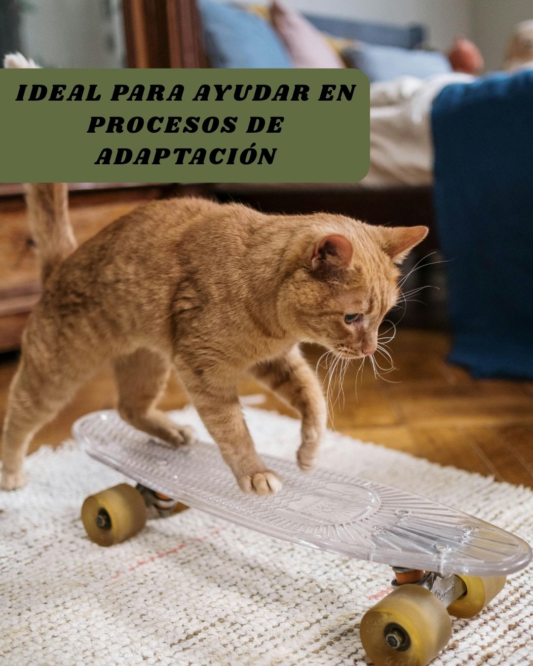 Hierba Gatera Catnip Deshidratado –  Relajante natural y estímulo sensorial