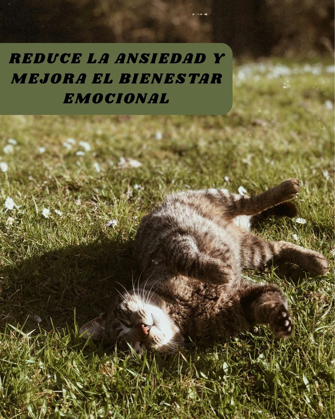 Hierba Gatera Catnip Deshidratado –  Relajante natural y estímulo sensorial